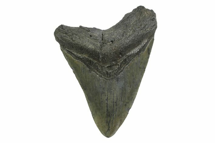 Serrated, Fossil Megalodon Tooth - South Carolina #356836